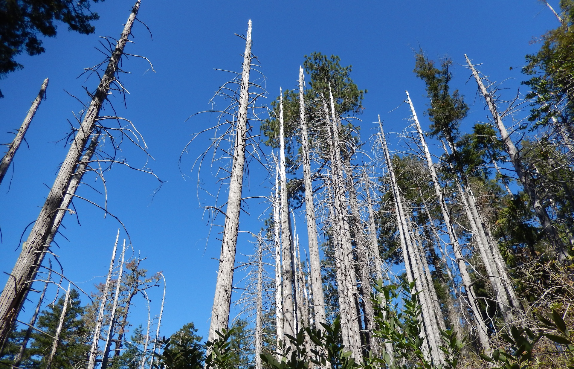 Straight, bare tree trunks against a blue sky.