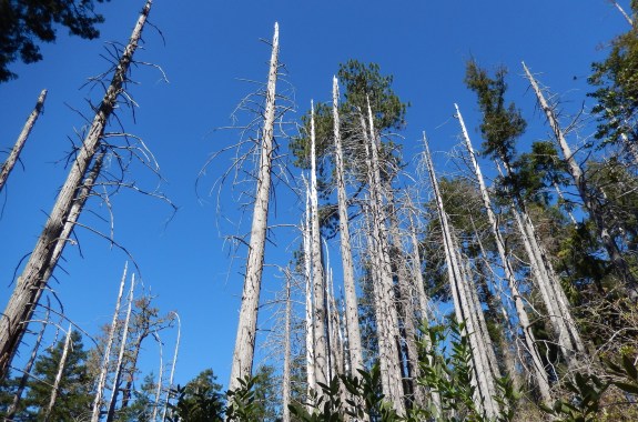 Straight, bare tree trunks against a blue sky.