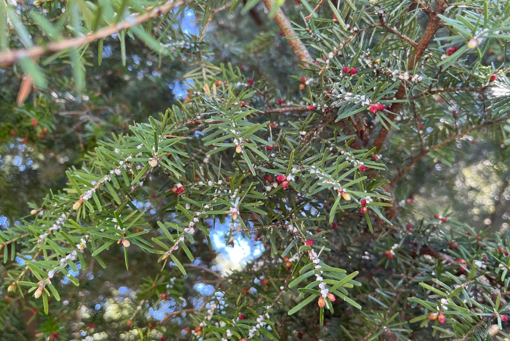 A close-up of conifer branches with white puffs at the base of the green needles. Small reddish buds are spread throughout.