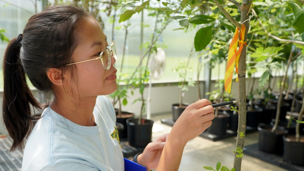 A young woman with glasses on touches a pen to the slim trunk of a young tree in a green house.
