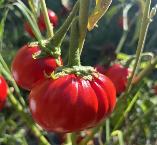 A red, round, eggplant growing on a vine