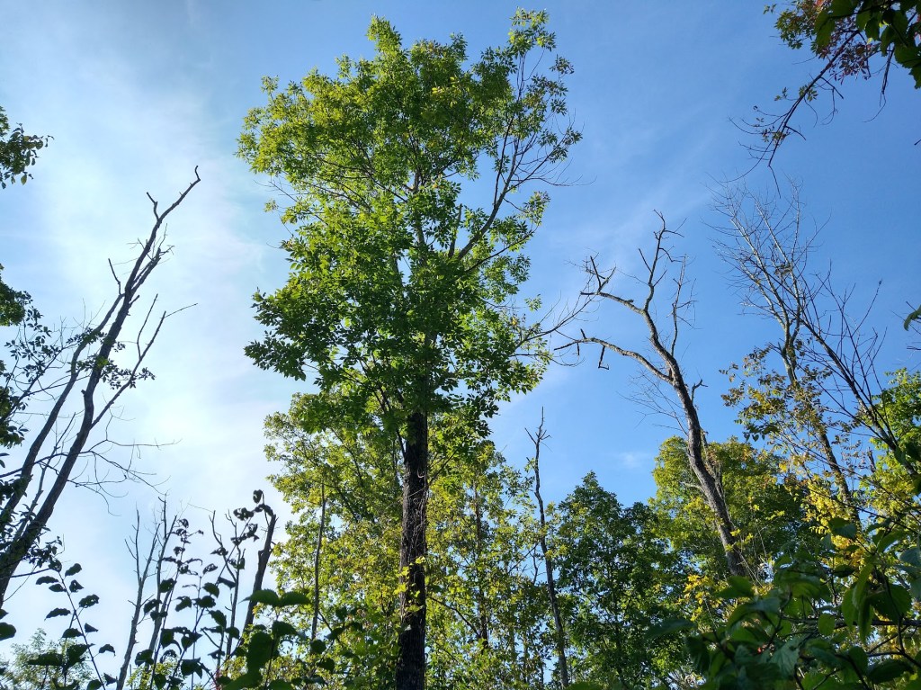 A bushy green tree stands surrounded by dead, bare treetops against the blue sky.