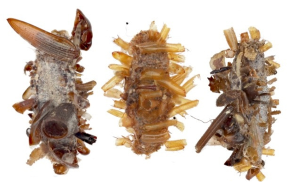 Three cylindrical shaped objects covered in organic-looking tubes