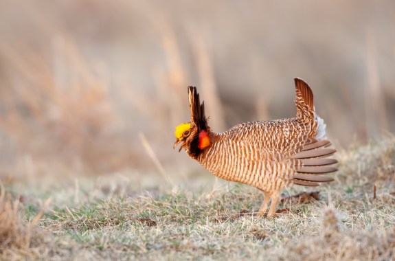 a chicken-sized bird with a black crest over its head and bright red cheeks.
