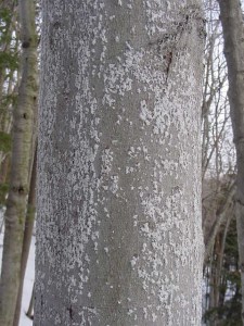 Close-up of a smooth gray tree trunk covered in fuzzy white patches.