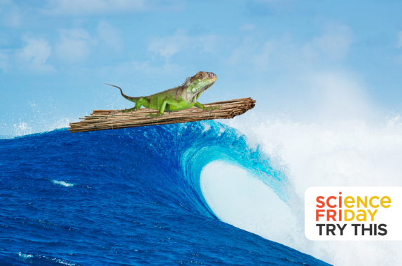 A green lizard sits upon a simple raft made of bamboo or branches. The raft and lizard surf impossibly on a bright blue wave of water. There is a Science Friday logo in the bottom right corner with the words "Try This."
