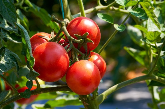 Tomatoes growing on the farm outdoors