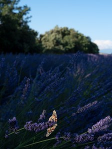 A painted lady butterfly sitting on a lavender plant in a field of lavender.