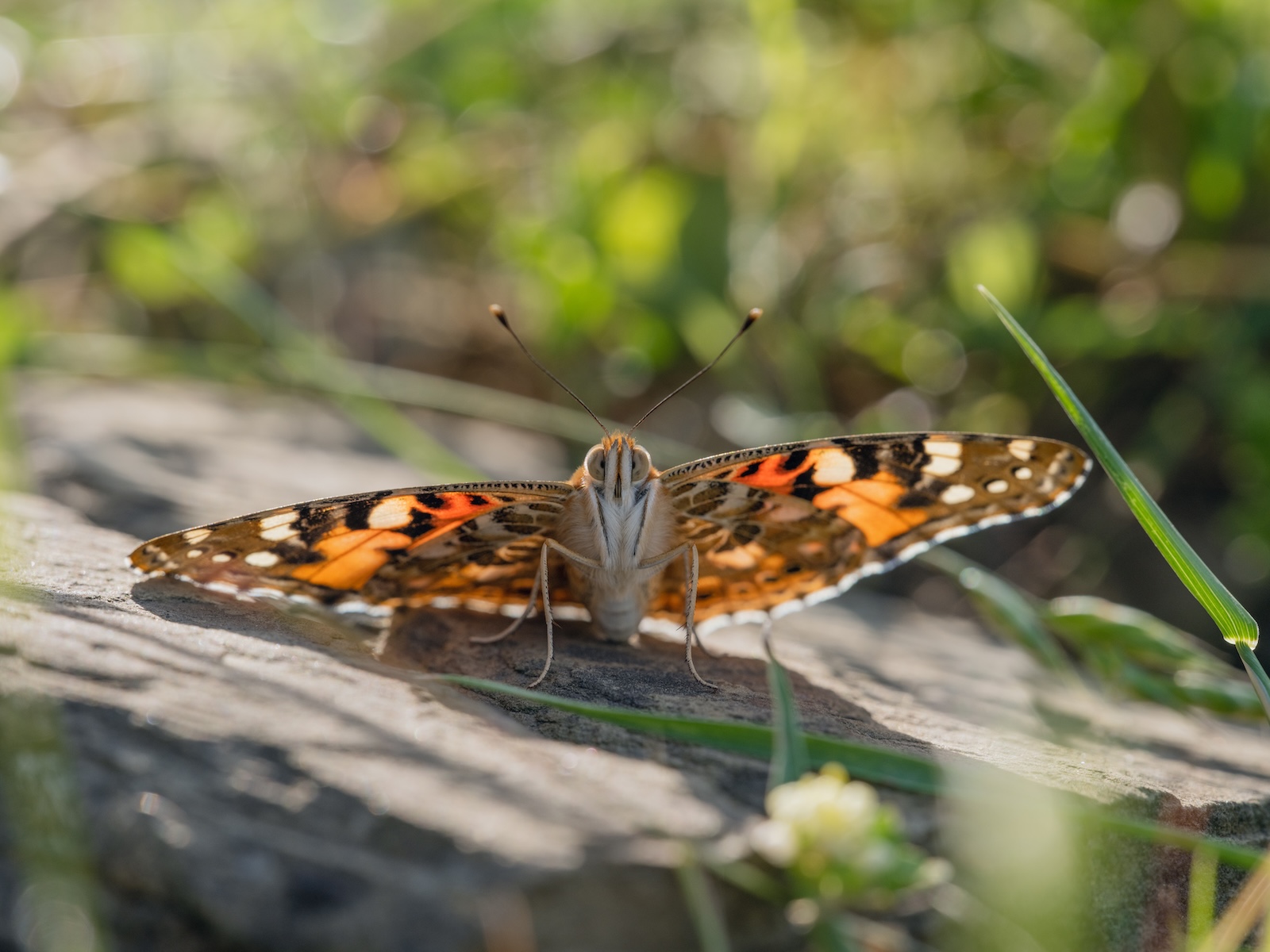 A close up of a painted lady butterfly sitting on a rock.