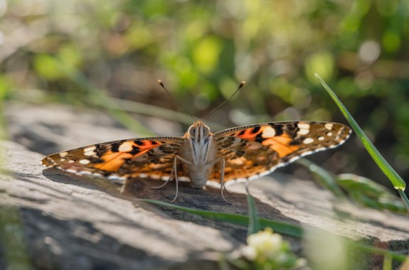 A close up of a painted lady butterfly sitting on a rock.