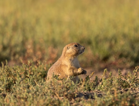 A prairie dog standing in a grassy area