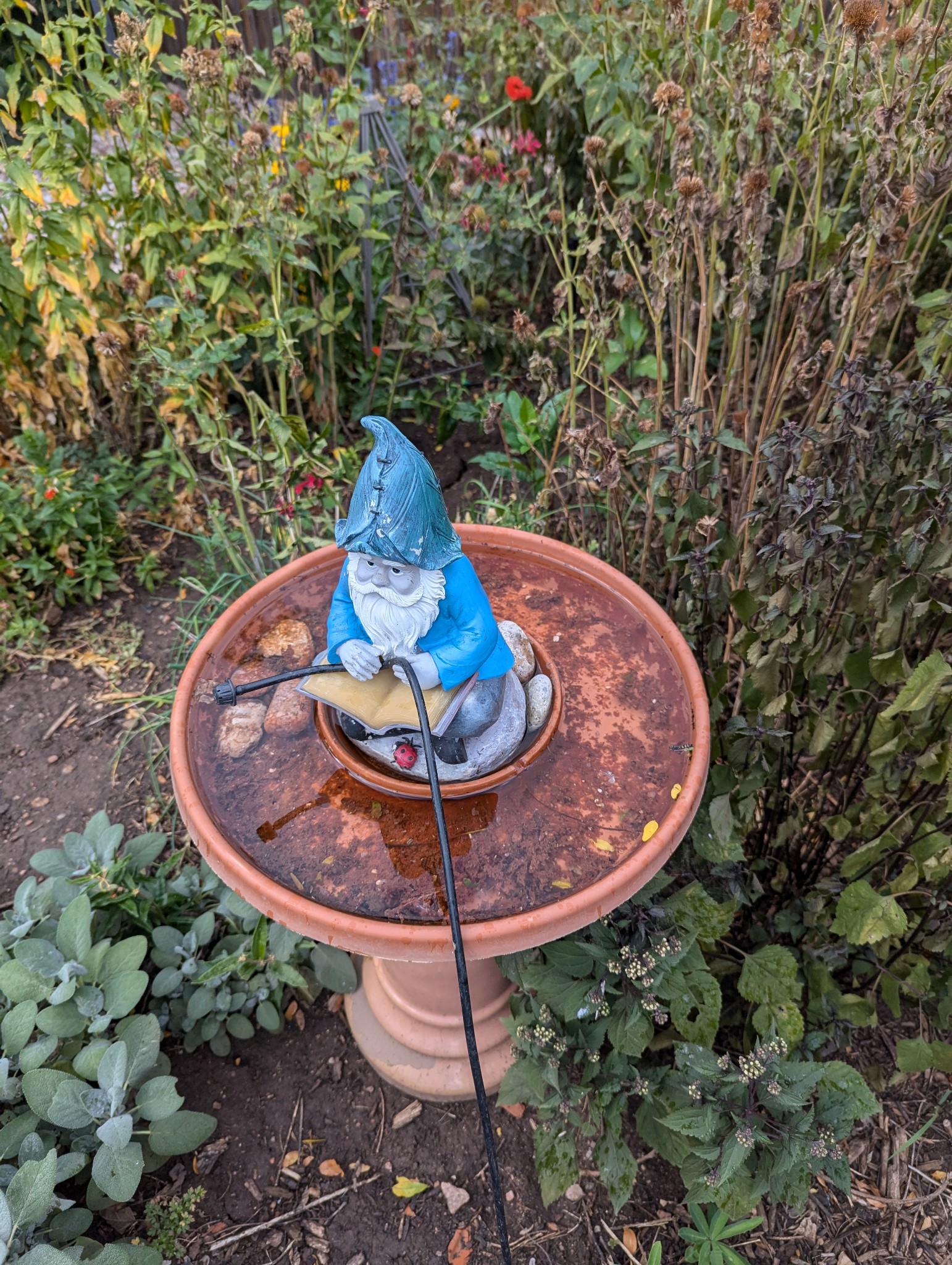 A bowl of water in a garden full of algae.