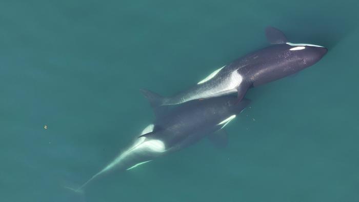 Two orcas scrubbing kelp between their backs.