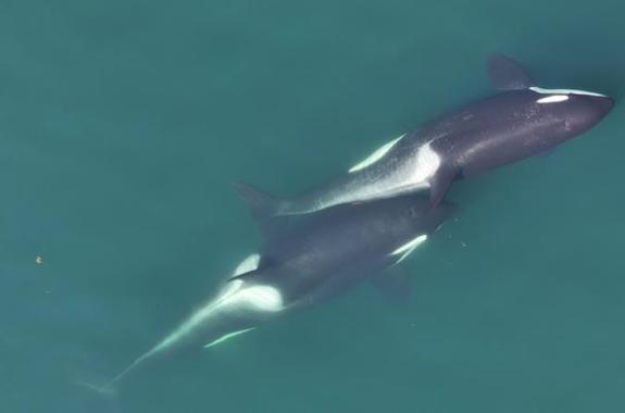 Two orcas scrubbing kelp between their backs.