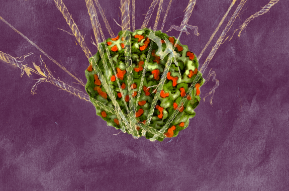 An illustration of the "new polio" virus (AFM) being held together by ropes, which are fraying and falling apart under its weight.