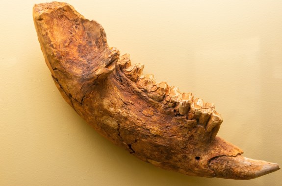 A fossilized jaw of a large animal