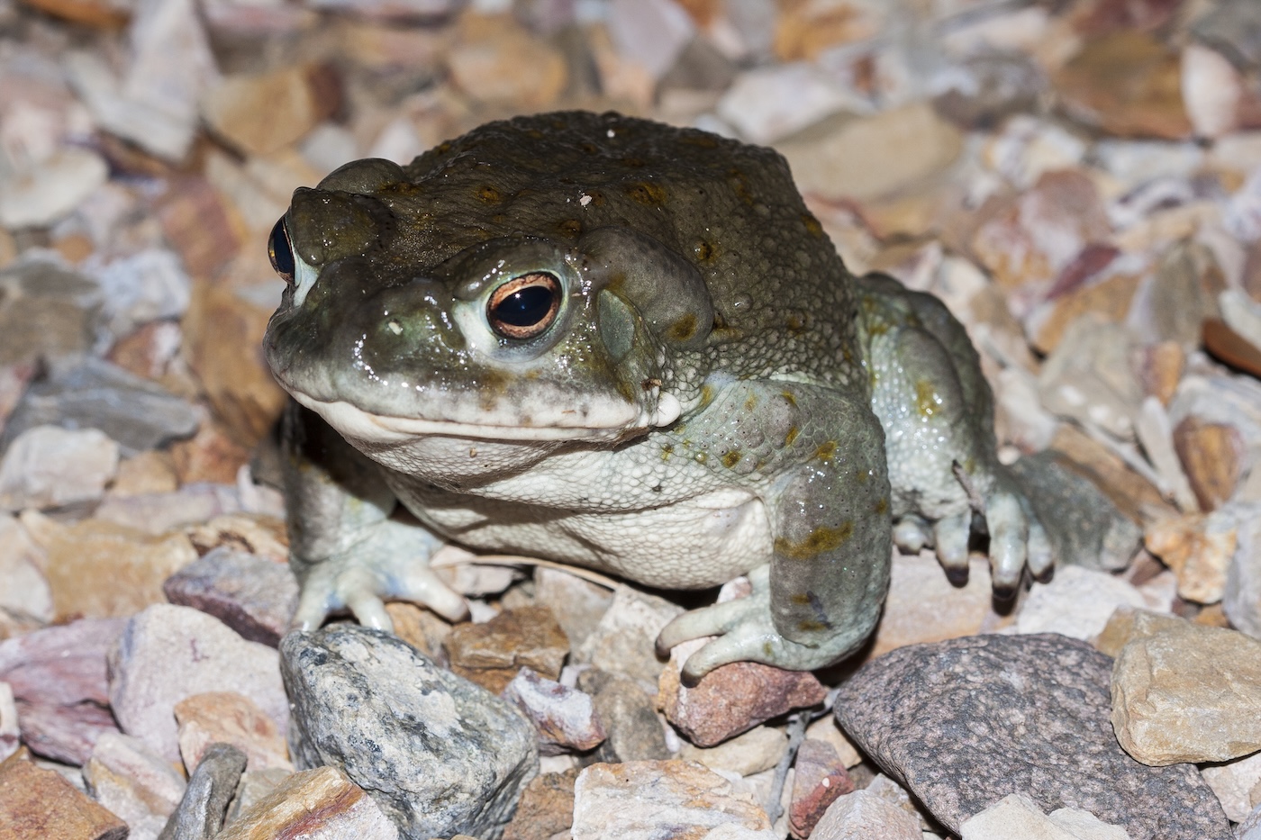 The Colorado River toad (Incilius alvarius), the Sonoran Desert toad, is a psychoactive toad found in northern Mexico and the southwestern United States. Its toxin contains 5-MeO-DMT and bufotenin.