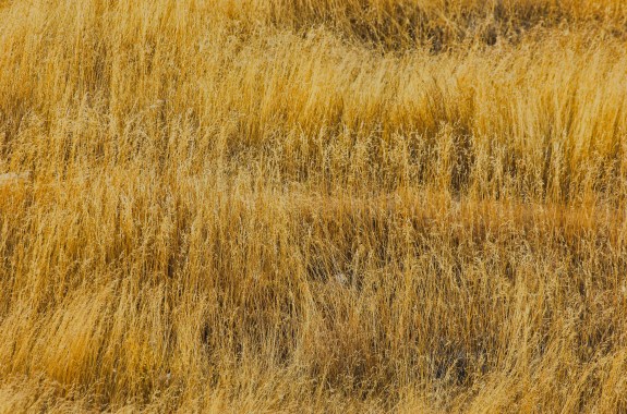 tall prairie grass