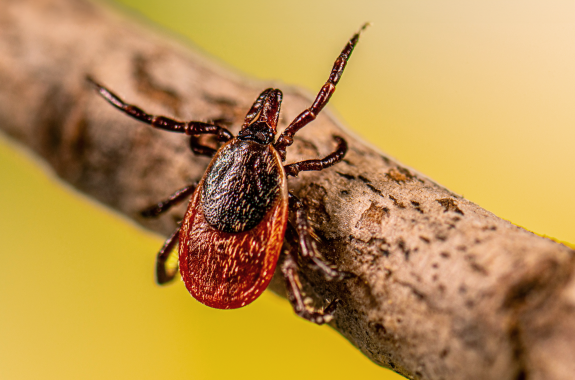 An oval-shaped insect with a flat brown and black body crawls on a stick against a yellow background