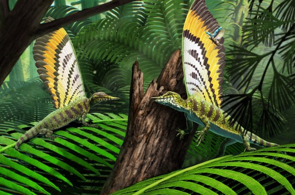 Two mirasaura reptiles with butterfly wing looking feathers sticking up from its back like a crest.