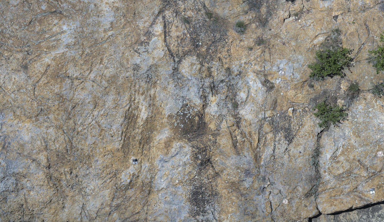 Claw marks embedded in a rocky surface