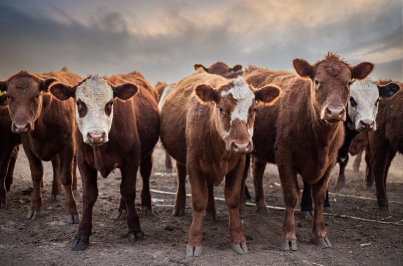 A group of brown and white cows looks at the camera