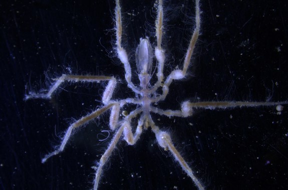 a white colored skinny spider in water.