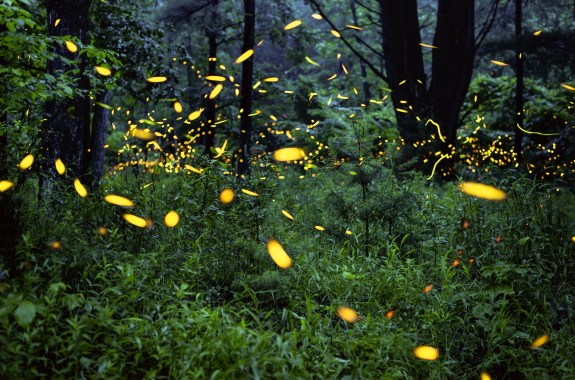 Fireflies flying around green bushes at night