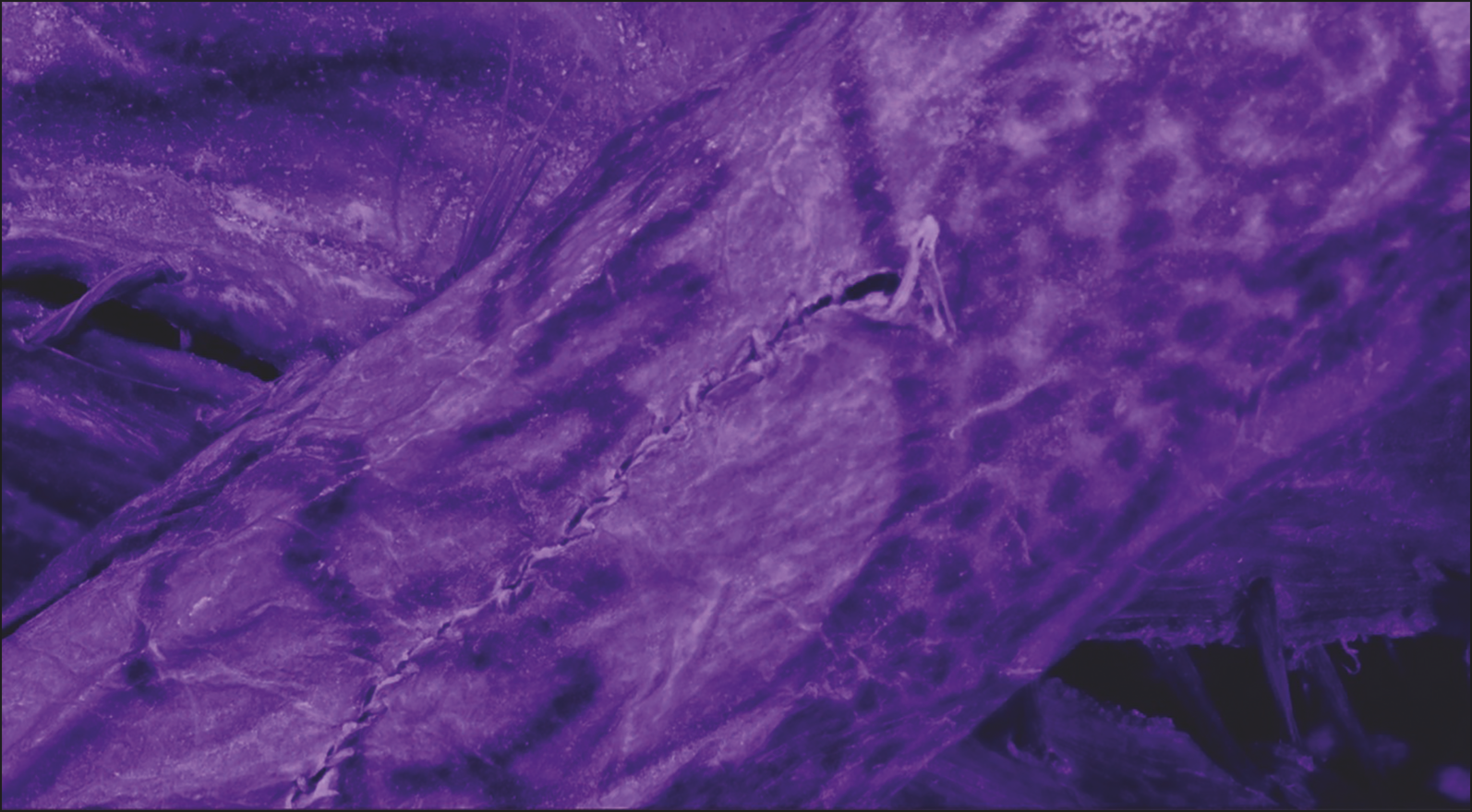 Tattoos on a 3D scanned mummy