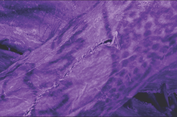 Tattoos on a 3D scanned mummy