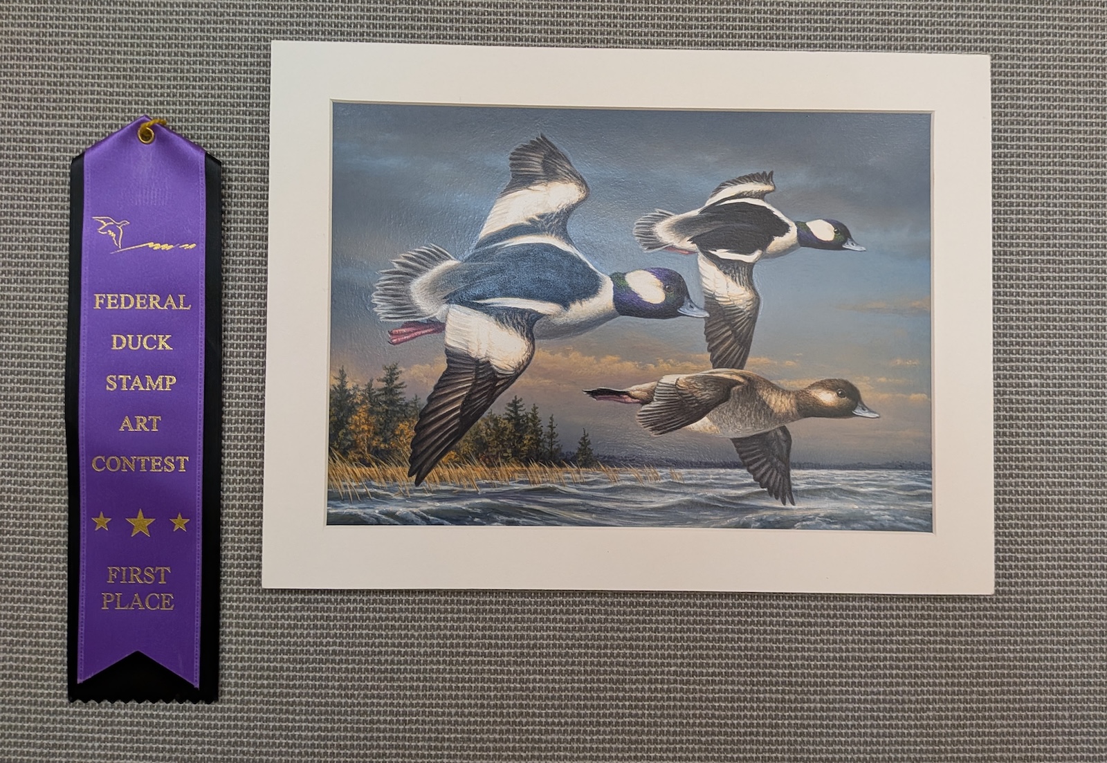 A painting of three bufflehead ducks flying over a body of water. Next to it is a ribbon that says "federal duck stamp art contest first place"
