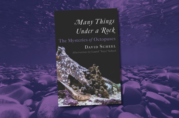 MANY THINGS UNDER A ROCK book cover