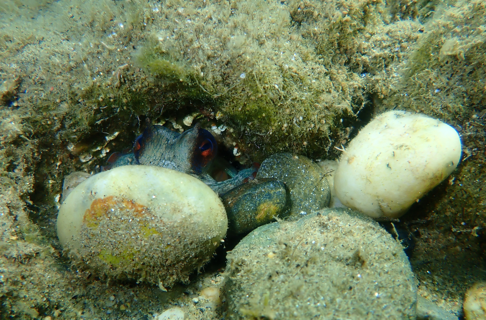 A common octopus with grayish-blue skin and bright red-orange spots peers out from its rocky den on the sandy seafloor, surrounded by smooth white stones and algae-covered rocks.
