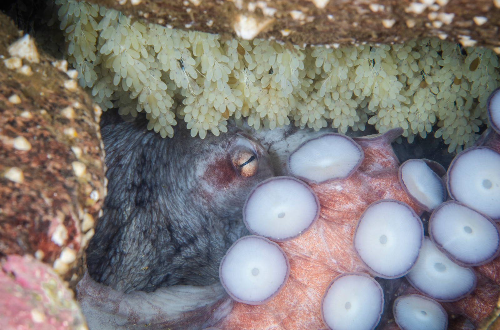 A Giant Pacific octopus with dark grayish skin tends to clusters of pale, translucent eggs hanging from the ceiling of her rocky den, with her large white suckers visible in the foreground.