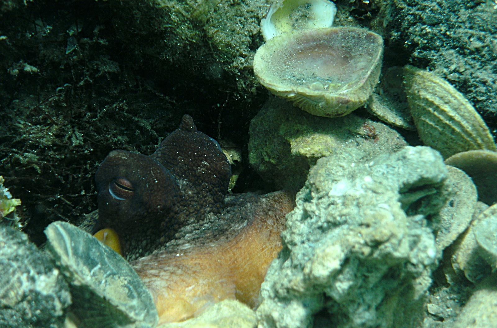 An octopus with dark, mottled skin shelters in a rocky crevice on the seafloor, surrounded by a collection of empty shells and debris around its den entrance.