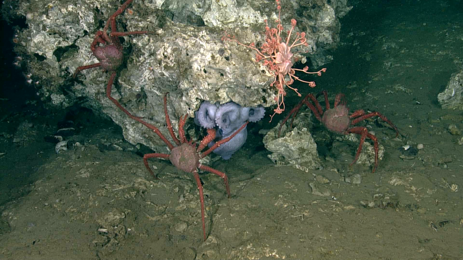 A purplish octopus huddles under the ledge of a jagged beige rock as a red crab reaches its claw into her arms and other crabs sit nearby.