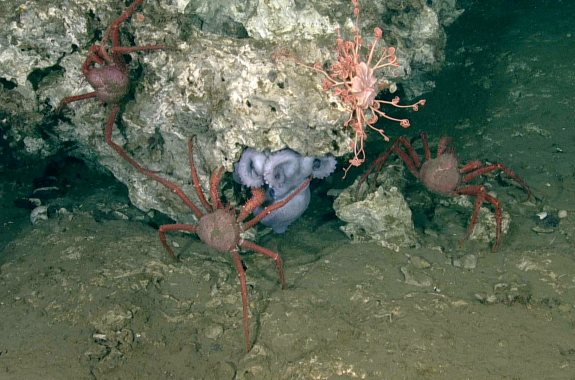 A purplish octopus huddles under the ledge of a jagged beige rock as a red crab reaches its claw into her arms and other crabs sit nearby.