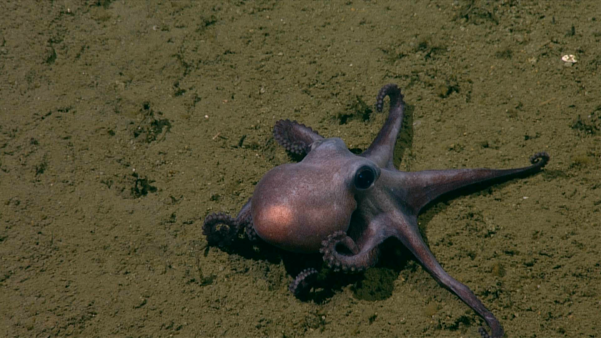 A purplish octopus with arms spread on a brown silty seafloor.