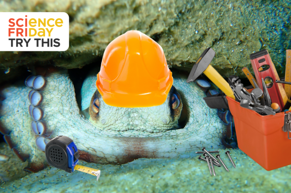 A digitally manipulated image of a blue-green octopus wearing an orange hard hat with construction tools, including a toolbox, measuring tape, and various hand tools, positioned around its arms. Text in the upper left corner reads “Science Friday Try This.”