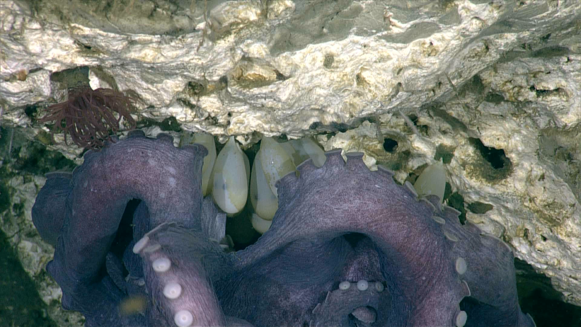 A few white, oblong eggs dangle from a beige rock, surrounded by purplish octopus arms.