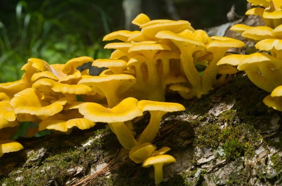 A side view of a cluster of yellow umbrella-like mushrooms growing on a mossy trunk.