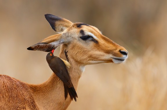 Side view of an impala with a black bird on her neck, looking in her ear