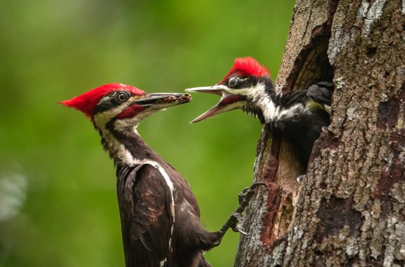 A black bird with red crest brings a mouthful of food to a chick waiting in a tree hole with its beak open.