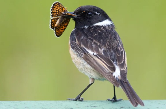 A bird eating a brightly colored moth
