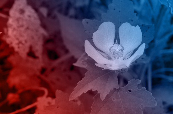 kankakee river flower