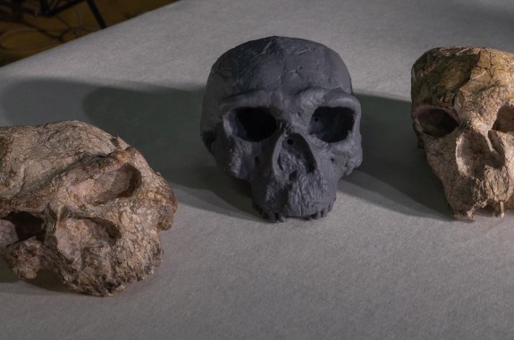 Three skulls, the one in the middle is black because it's a replica.