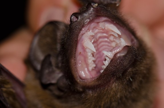 Teeth of a greater noctule bat Nyctalus lasiopterus. San Bartolome de Tirajana. Gran Canaria. Canary Islands. Spain.