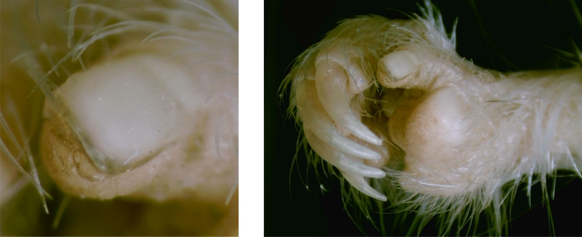 Kangaroo rat thumbnail