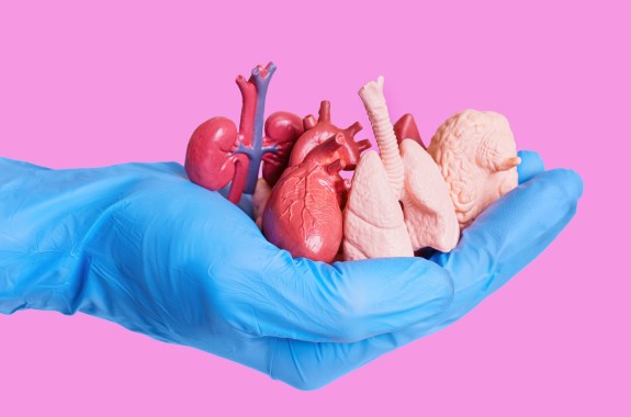 Hand in a blue surgical glove holding miniature anatomical models of human organs isolated on pink. Organs donation related concept.